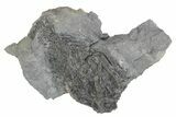 Fossil Crinoid (Parisocrinus) - Monroe County, Indiana #231991-1